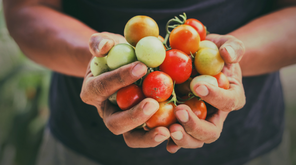 La coopérative agricole Noriap choisit le logiciel de gestion des temps Chronos